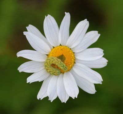 Kamillevlinder (Cucullia chamomillae) - Chamomile Shark