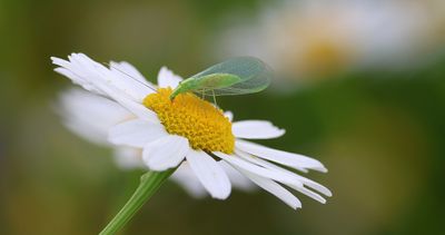 Groene Gaasvlieg (Chrysoperla carnea) - Common Green Lacewing