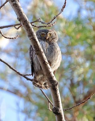 Dwerguil (Pigmy Owl)