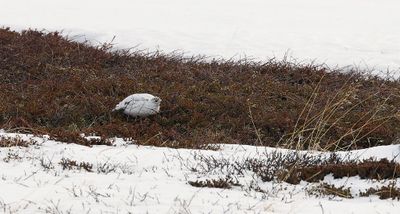 Moerassneeuwhoen (Willow Grouse)