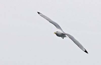 Drieteenmeeuw (Black-legged Kittiwake)