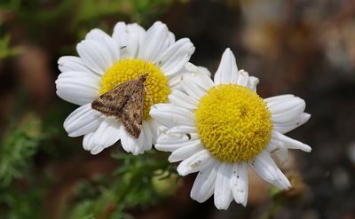 Vlinders (Butterflies)