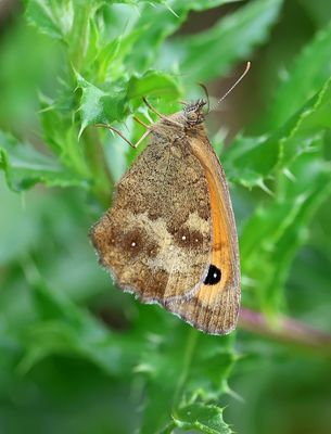 Oranje Zandoogje (Pyronia tithonus) - Gatekeeper