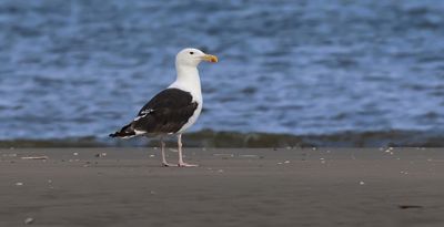Grote Mantelmeeuw (Great Black-backed Gull)