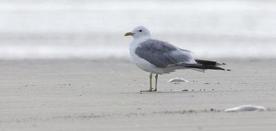 Stormmeeuw (Mew Gull)