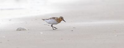 Drieteenstrandloper (Sanderling)