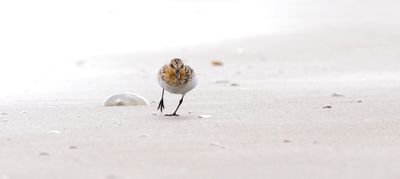 Drieteenstrandloper (Sanderling)