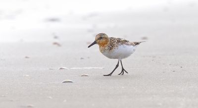 Drieteenstrandloper (Sanderling)