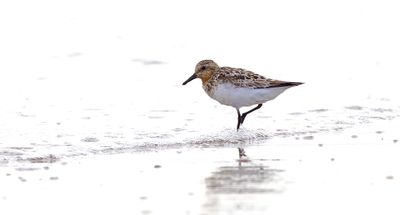 Drieteenstrandloper (Sanderling)
