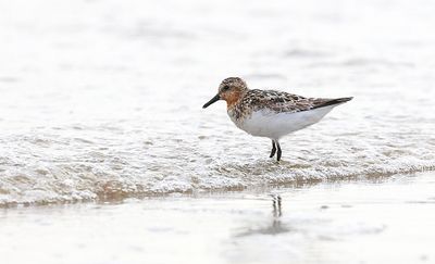 Drieteenstrandloper (Sanderling)