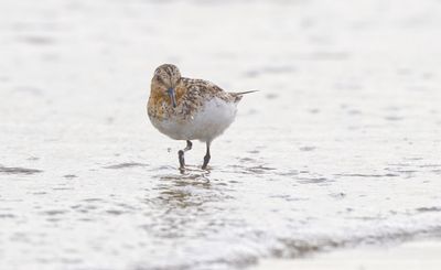 Drieteenstrandloper (Sanderling)