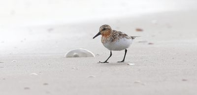 Drieteenstrandloper (Sanderling)
