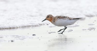 Drieteenstrandloper (Sanderling)