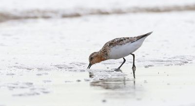 Drieteenstrandloper (Sanderling)