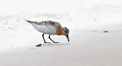 Drieteenstrandloper (Sanderling)