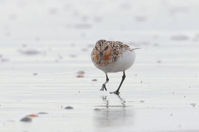 Drieteenstrandloper (Sanderling)