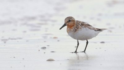 Drieteenstrandloper (Sanderling)