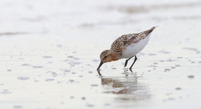 Drieteenstrandloper (Sanderling)
