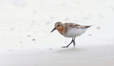 Drieteenstrandloper (Sanderling)