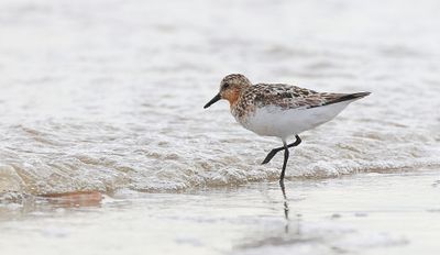 Drieteenstrandloper (Sanderling)