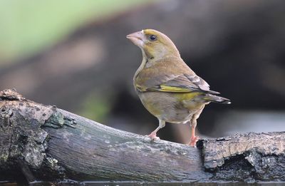 Groenling (European Greenfinch)