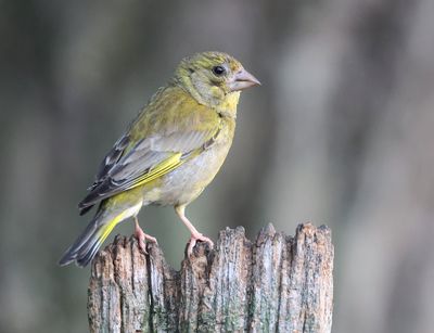 Groenling (European Greenfinch)