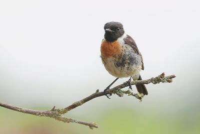 Roodborsttapuit (European Stonechat)