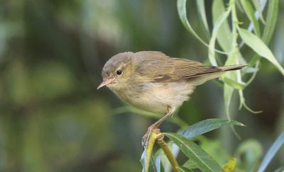 Tjiftjaf (Common Chiffchaff)