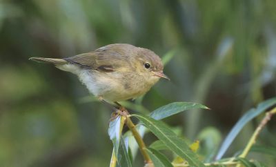 Tjiftjaf (Common Chiffchaff)