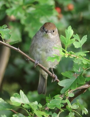 Zwartkop (Eurasian Blackcap)
