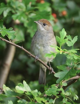 Zwartkop (Eurasian Blackcap)