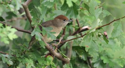 Zwartkop (Eurasian Blackcap)
