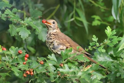 Zanglijster (Song Thrush)