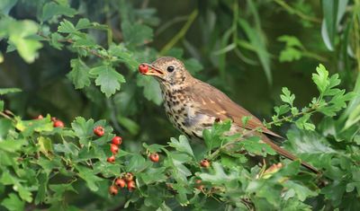 Zanglijster (Song Thrush)