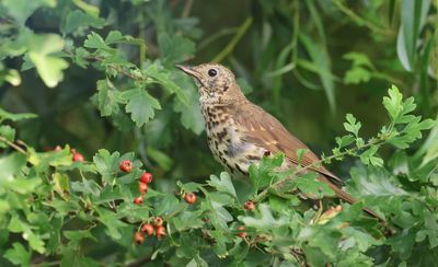 Zanglijster (Song Thrush)