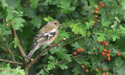 Vink (Common Chaffinch)