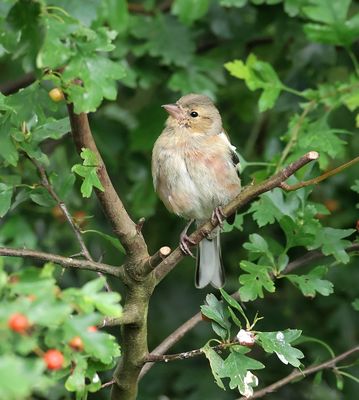 Vink (Common Chaffinch)