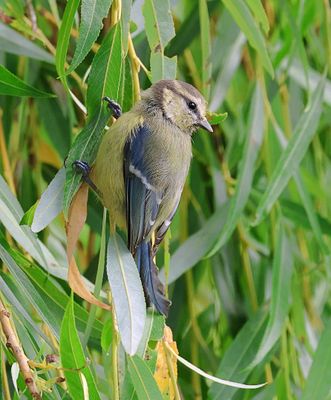 Pimpelmees (Blue Tit)