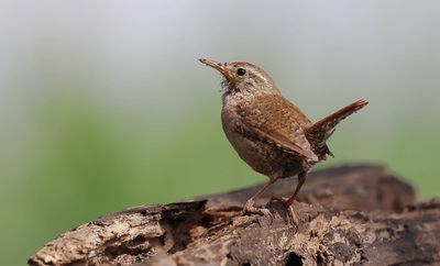 Winterkoning (Eurasian Wren)