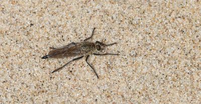 Zandroofvlieg (Philonicus albiceps)