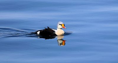 Koningseider (King Eider)