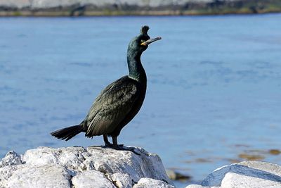 Kuifaalscholver (European Shag)