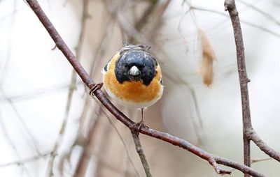 Keep (Brambling)