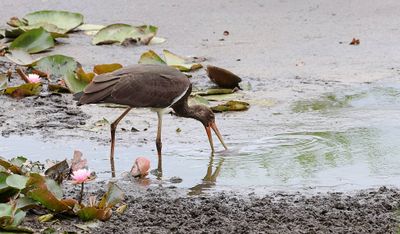 Zwarte Ooievaar (Black Stork)