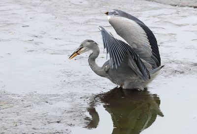 Blauwe Reiger (Grey Heron)
