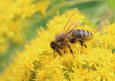 Honingbij (Apis mellifera) - European honey bee