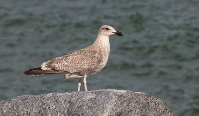 Zilvermeeuw (Herring Gull)