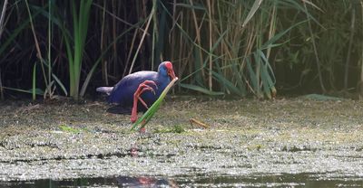 Purperkoet (Western Swamphen)