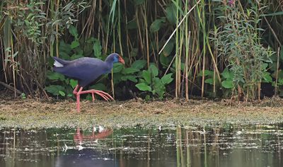 Purperkoet (Western Swamphen)
