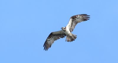 Visarend (Western Osprey)